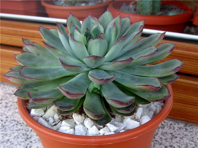 Echeveria colorata